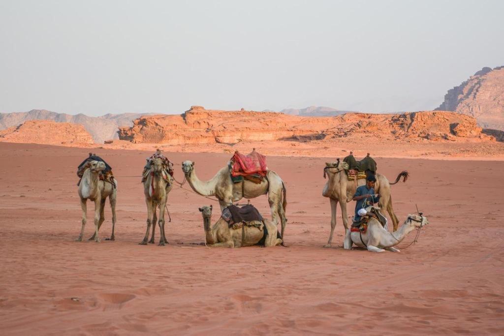 Desert Shine Camp Wadi Rum Buitenkant foto